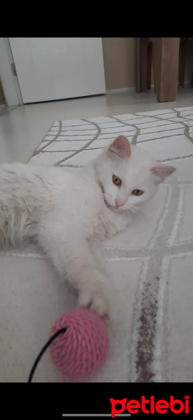 Ankara Kedisi, Kedi  Pamuk fotoğrafı