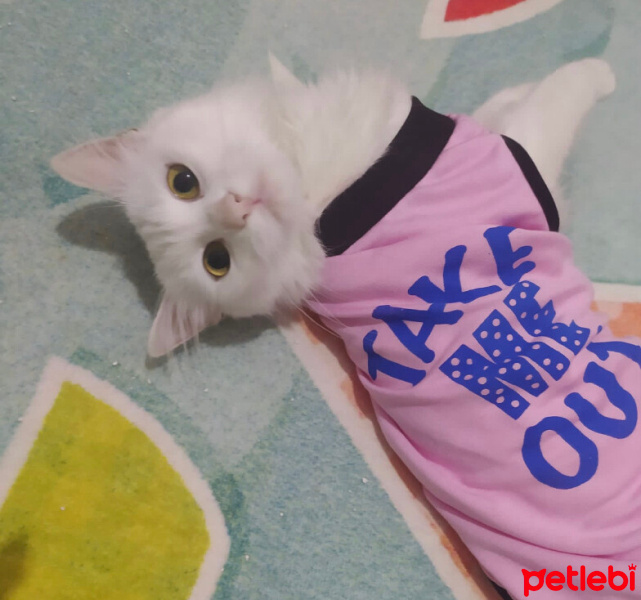 Ankara Kedisi, Kedi  Pamuk fotoğrafı