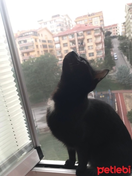 Bombay, Kedi  Miya fotoğrafı