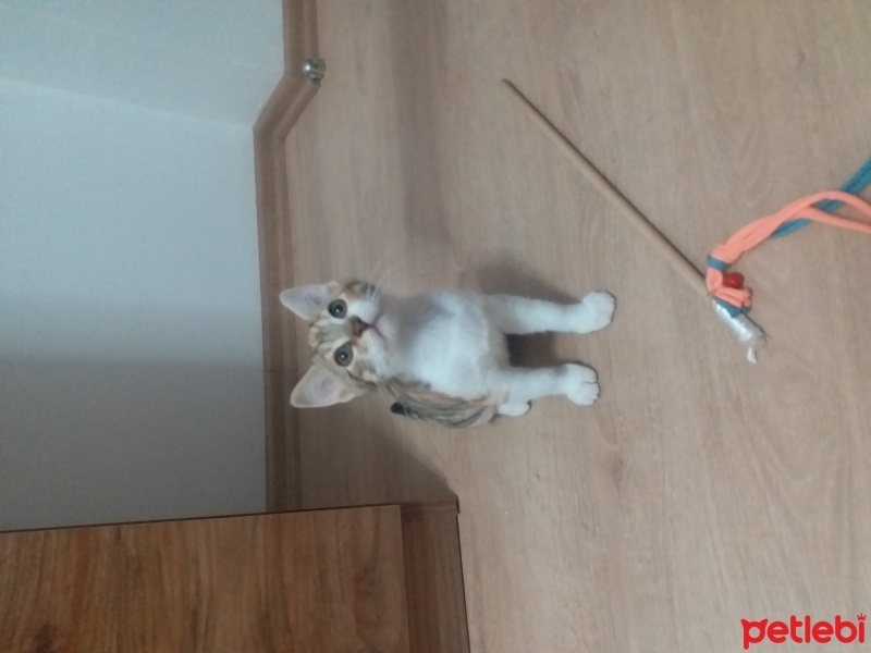 Tekir Kedi, Kedi  Susam fotoğrafı