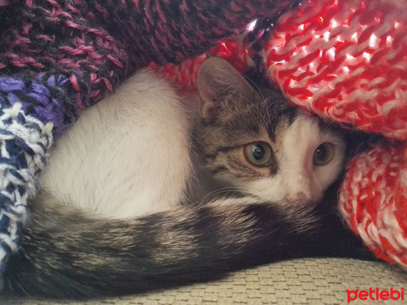 Tekir Kedi, Kedi  Tarçın fotoğrafı