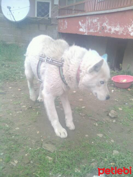 Sibirya Kurdu (Husky), Köpek  çakır fotoğrafı