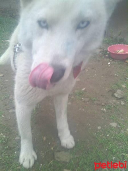 Sibirya Kurdu (Husky), Köpek  çakır fotoğrafı