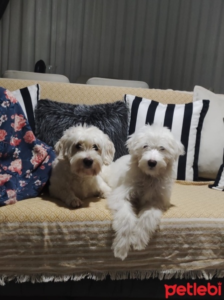 Maltese, Köpek  Fındık fotoğrafı