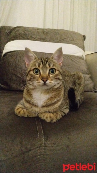 Tekir Kedi, Kedi  Şeker fotoğrafı