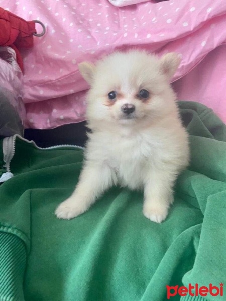 Pomeranyalı, Köpek  İsimsiz fotoğrafı