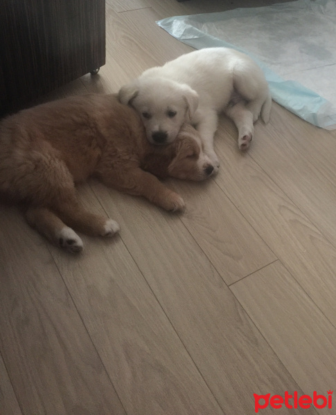 Golden Retriever, Köpek  Max, luna fotoğrafı