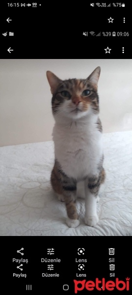Tekir Kedi, Kedi  Fıstık fotoğrafı
