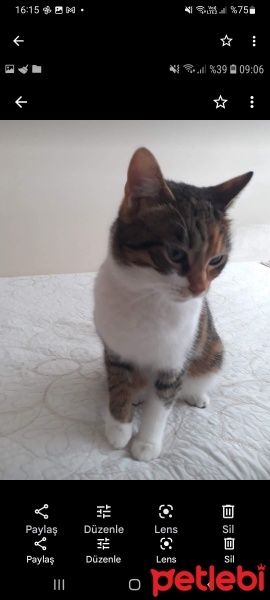 Tekir Kedi, Kedi  Fıstık fotoğrafı