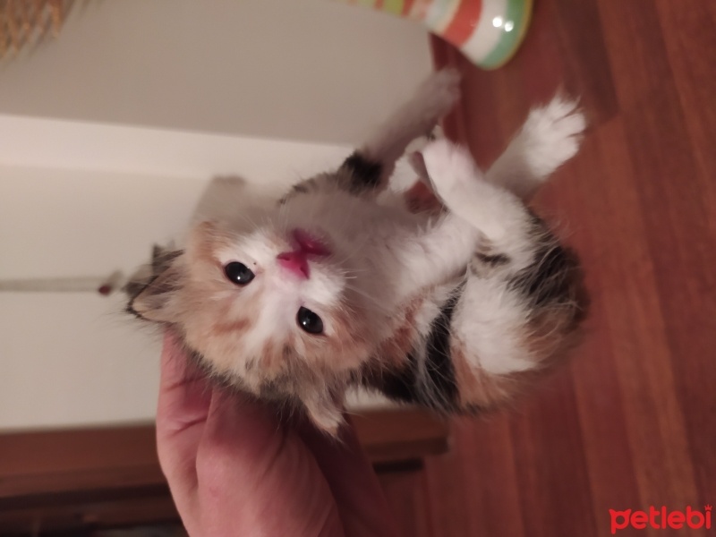American Curl, Kedi  Karamel fotoğrafı