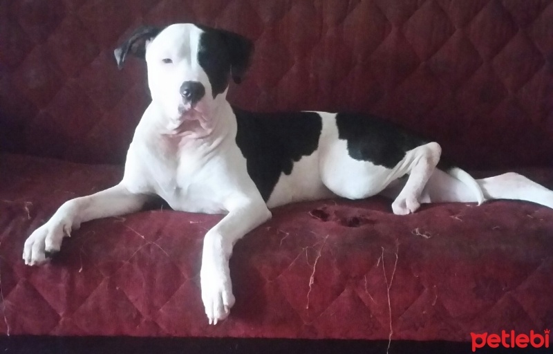 Amerikan Staffordshire Terrier, Köpek  Ares fotoğrafı
