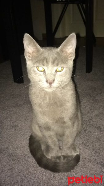 Tekir Kedi, Kedi  cambaz fotoğrafı