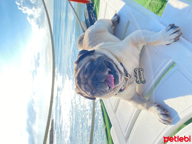 Pug, Köpek  PATRON fotoğrafı