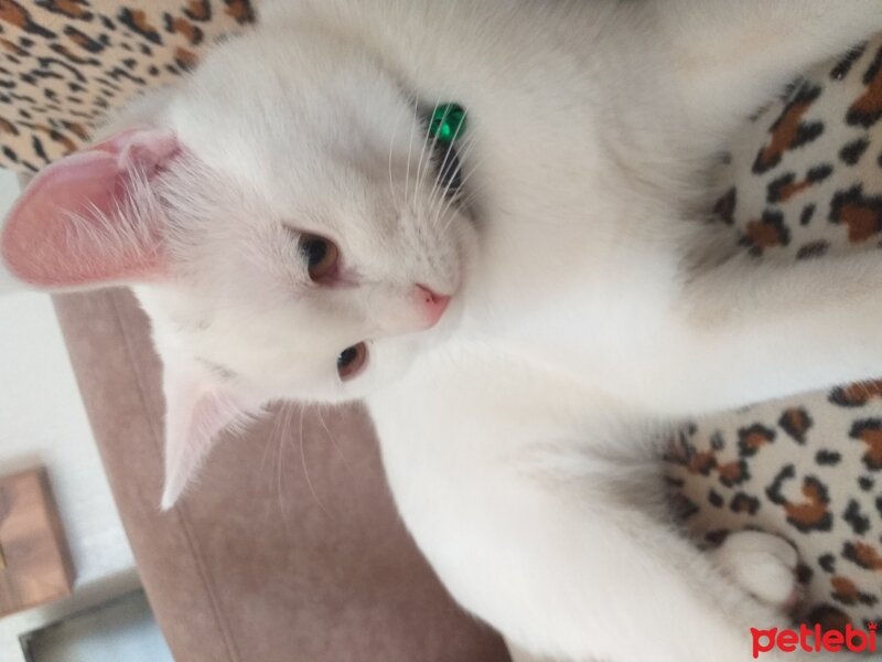 British Shorthair, Kedi  Simba fotoğrafı