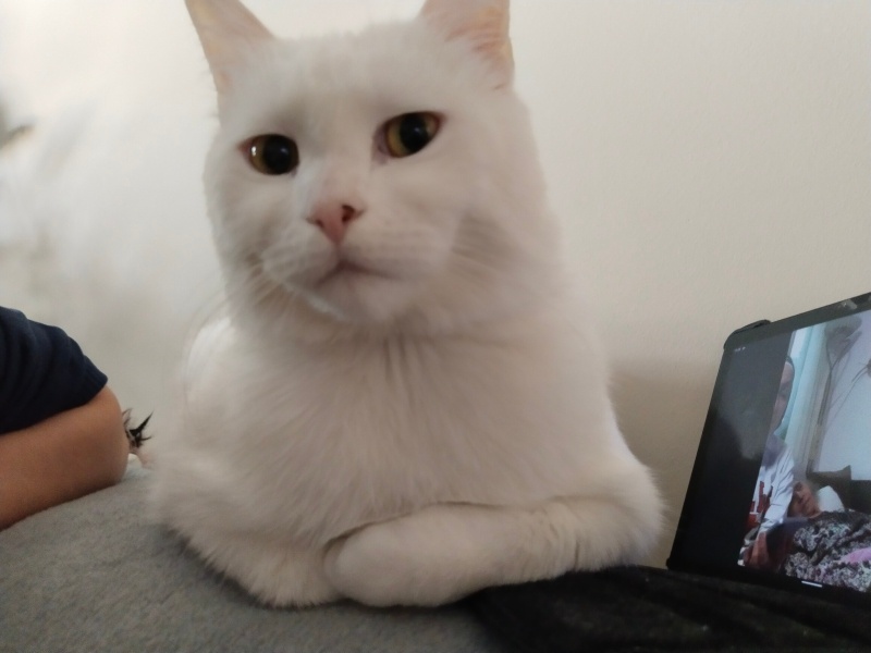 British Shorthair, Kedi  Simba fotoğrafı