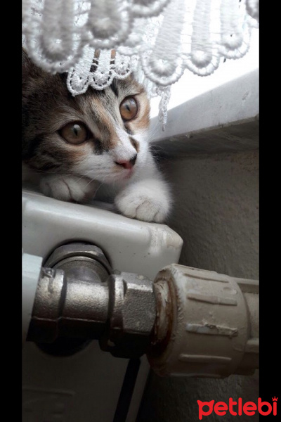 American Shorthair, Kedi  Cimcime fotoğrafı