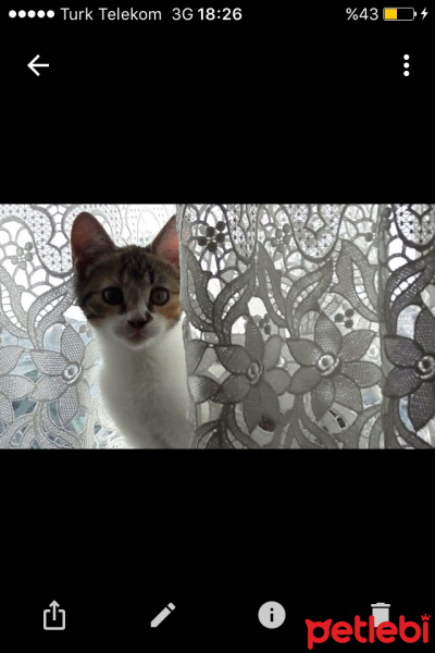 American Shorthair, Kedi  Cimcime fotoğrafı