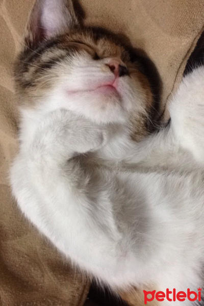 American Shorthair, Kedi  Cimcime fotoğrafı