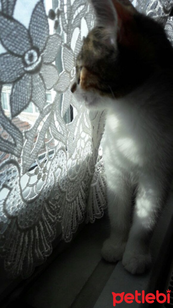 American Shorthair, Kedi  Cimcime fotoğrafı