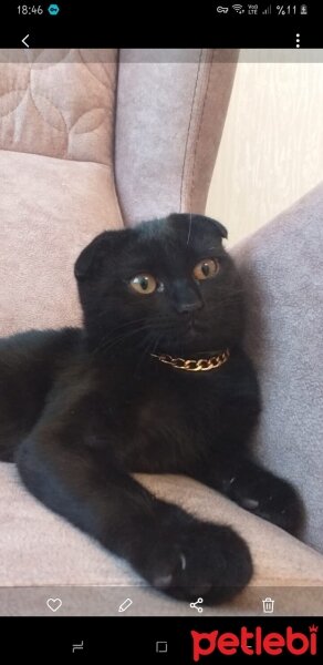 Scottish Fold, Kedi  Bonbon fotoğrafı