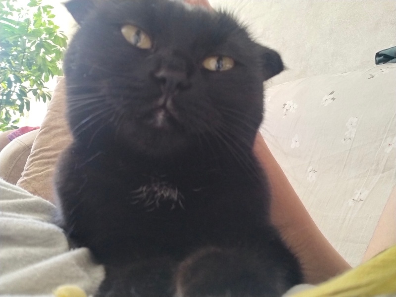 Scottish Fold, Kedi  Bonbon fotoğrafı