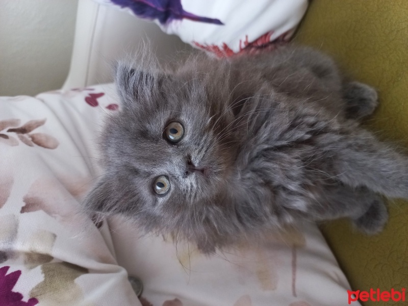 British Longhair, Kedi  Şila fotoğrafı