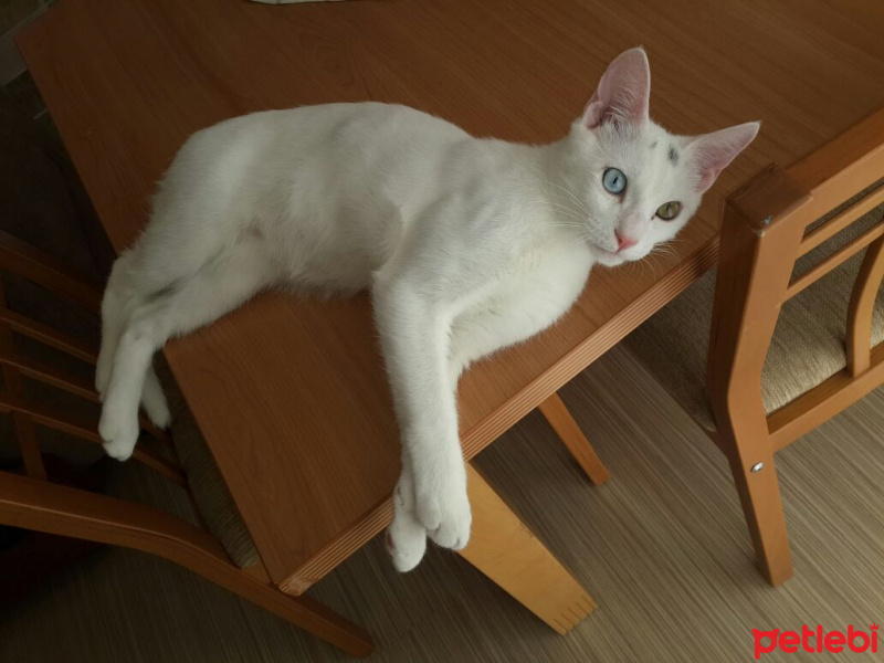 Van Kedisi, Kedi  Köpük fotoğrafı