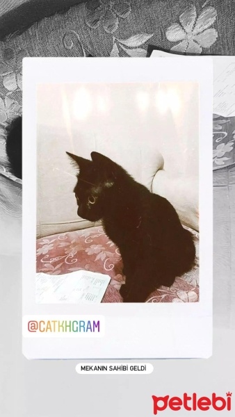 Bombay, Kedi  Zeytin fotoğrafı