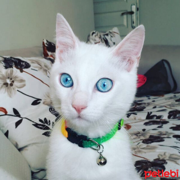 Ankara Kedisi, Kedi  Puding fotoğrafı