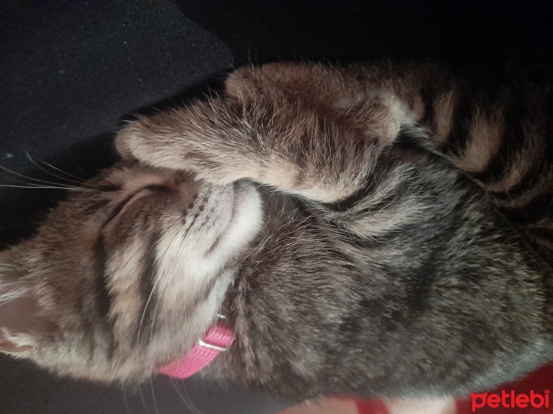 Tekir Kedi, Kedi  Boncuk fotoğrafı