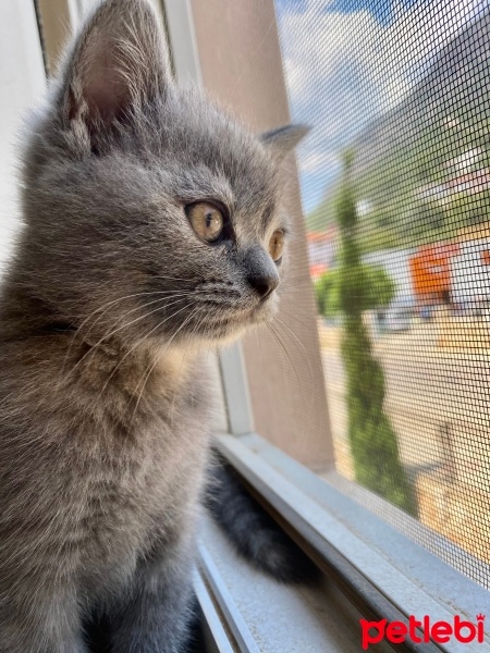 British Shorthair, Kedi  Arwen fotoğrafı