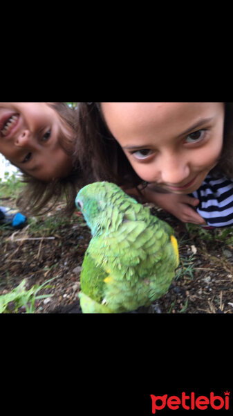 Papağan, Kuş  Fıstık  fotoğrafı