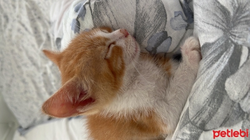 Tekir Kedi, Kedi  Tarçın fotoğrafı