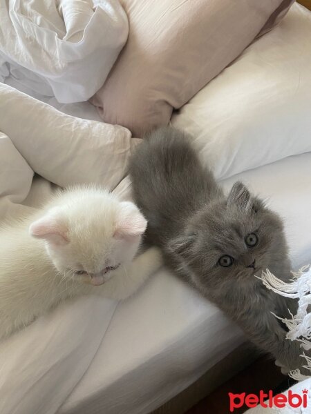 British Longhair, Kedi  Artemis fotoğrafı