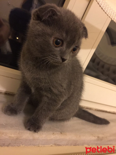 British Shorthair, Kedi  Atlas fotoğrafı