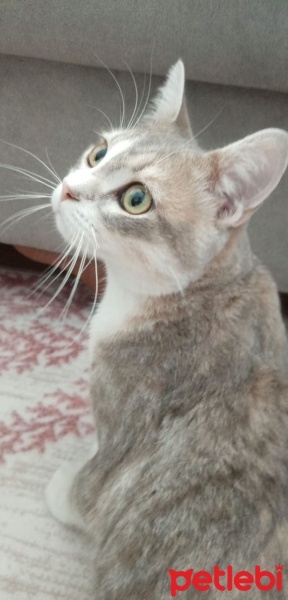 Tekir Kedi, Kedi  Bulut fotoğrafı