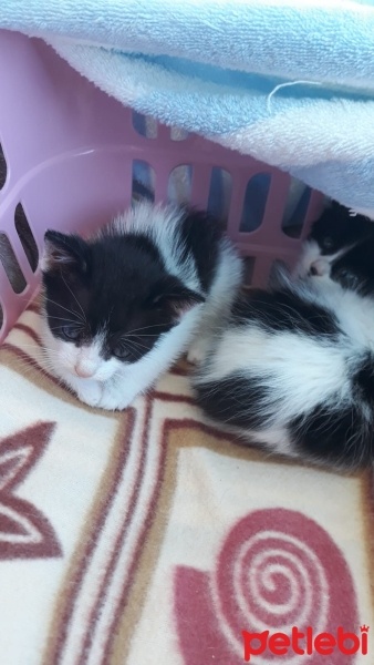Tekir Kedi, Kedi  Tekir fotoğrafı