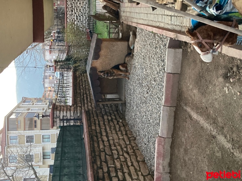 Alman Çoban Köpeği, Köpek  Jessie fotoğrafı