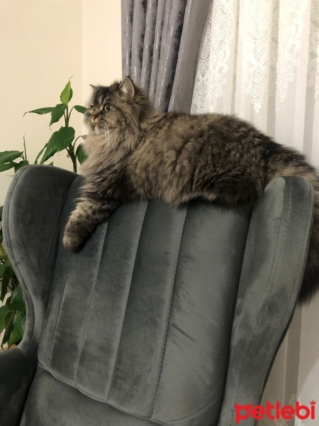 İran Kedisi (Persian), Kedi  Bulut fotoğrafı