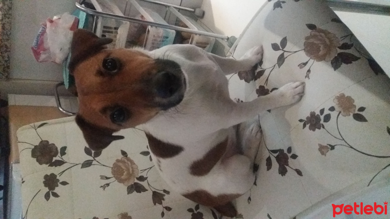 Jack Russell Terrier, Köpek  Yıldız  fotoğrafı