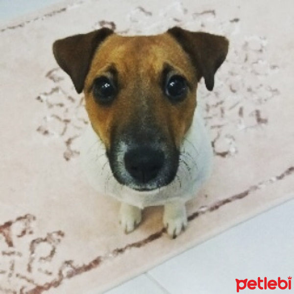 Jack Russell Terrier, Köpek  Yıldız  fotoğrafı