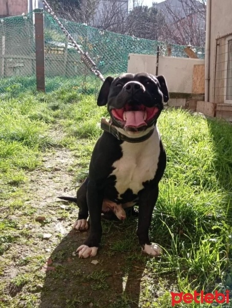 Amerikan Staffordshire Terrier, Köpek  Zeus fotoğrafı