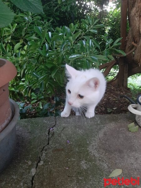 Ankara Kedisi, Kedi  Köpük fotoğrafı