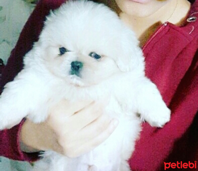 Pekingese, Köpek  Köpük  fotoğrafı