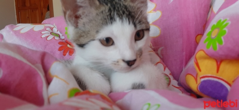Tekir Kedi, Kedi  Bulut fotoğrafı