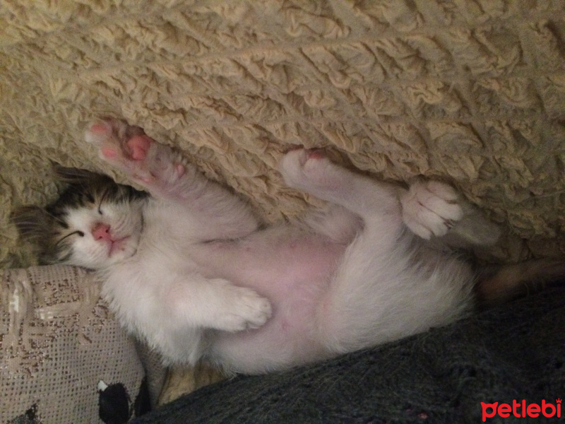 Soke, Kedi  jon snow fotoğrafı