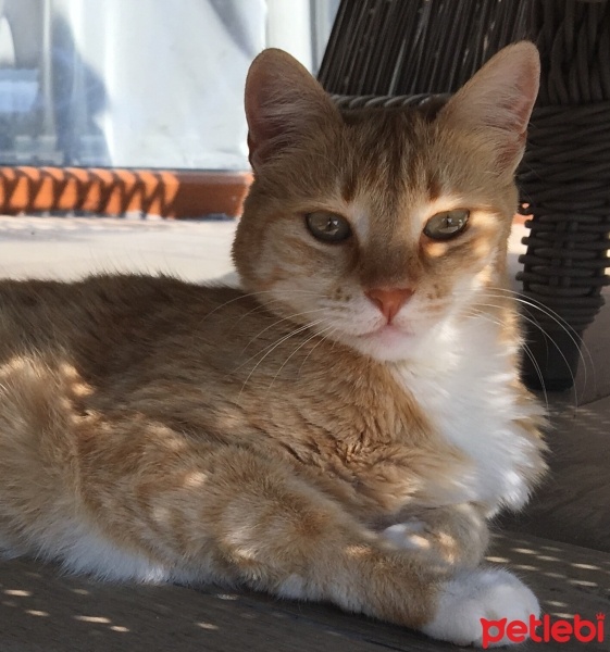 Sarman, Kedi  Prenses fotoğrafı