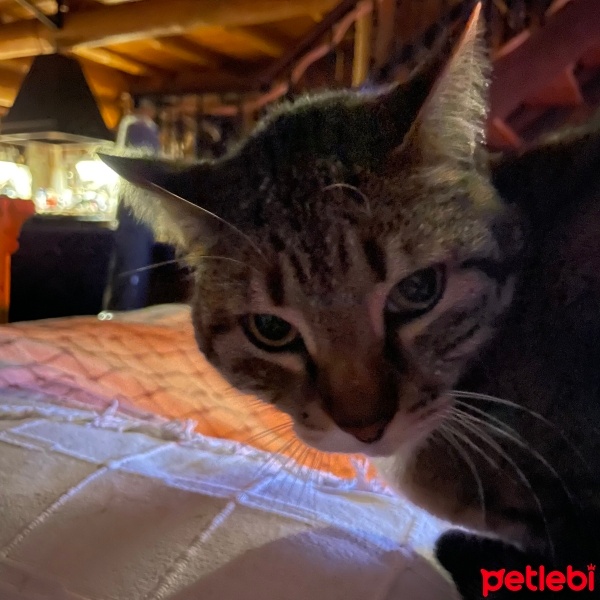 Bengal, Kedi  Oğlan fotoğrafı