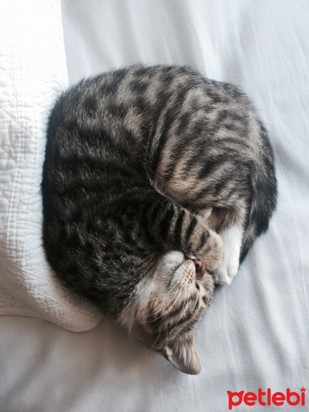 Tekir Kedi, Kedi  Suşi fotoğrafı