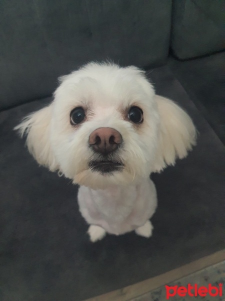 Maltese, Köpek  Latte fotoğrafı